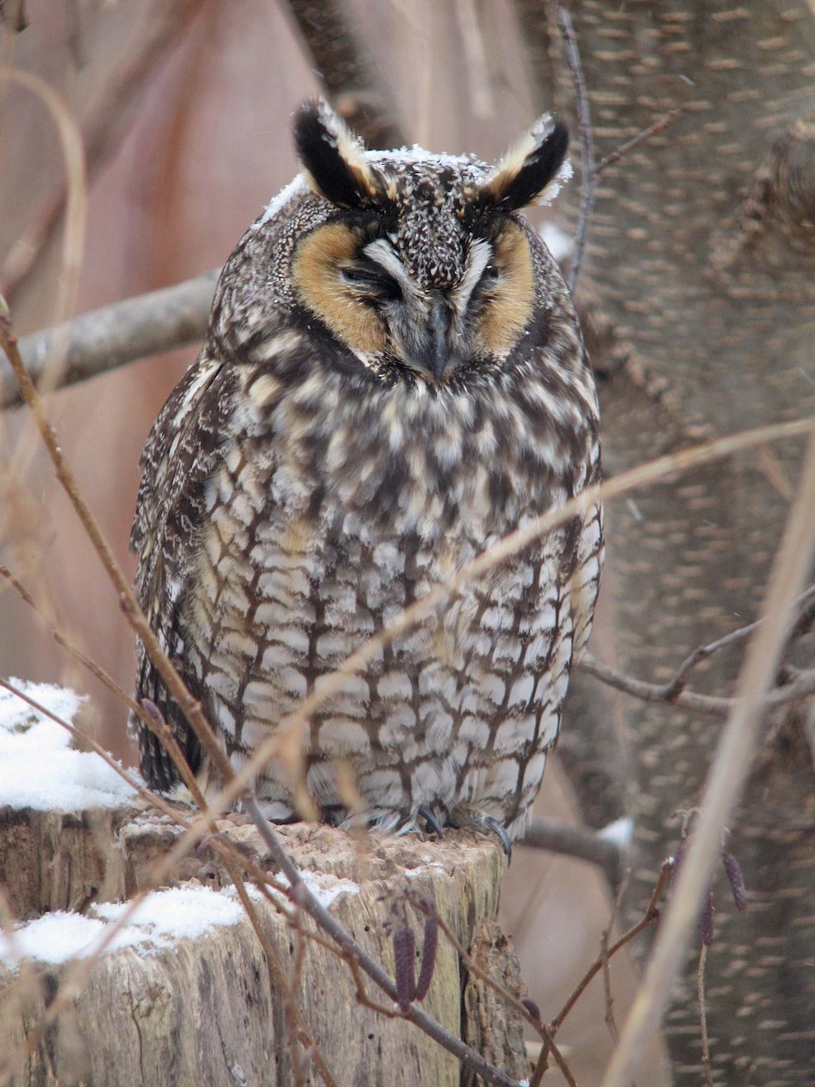 Long-eared Owl - Jean Iron