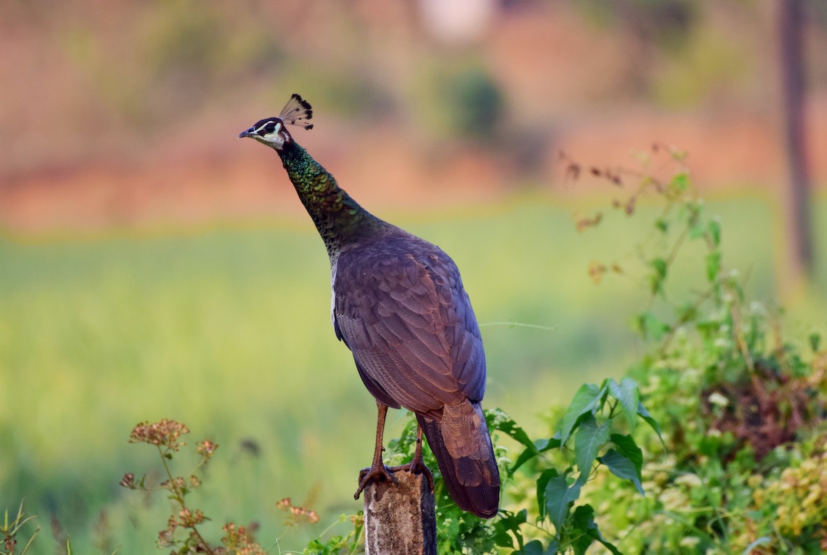 Indian Peafowl - mathew thekkethala