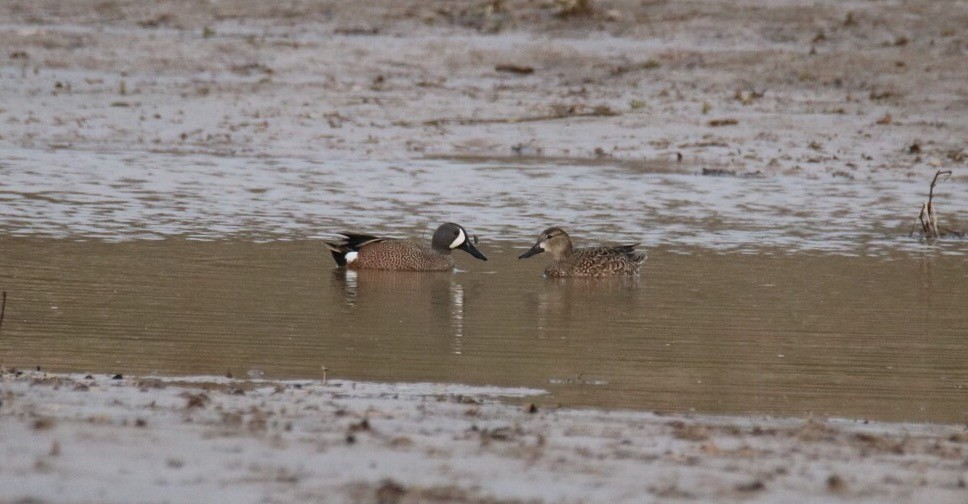 Blue-winged Teal - ML77590641