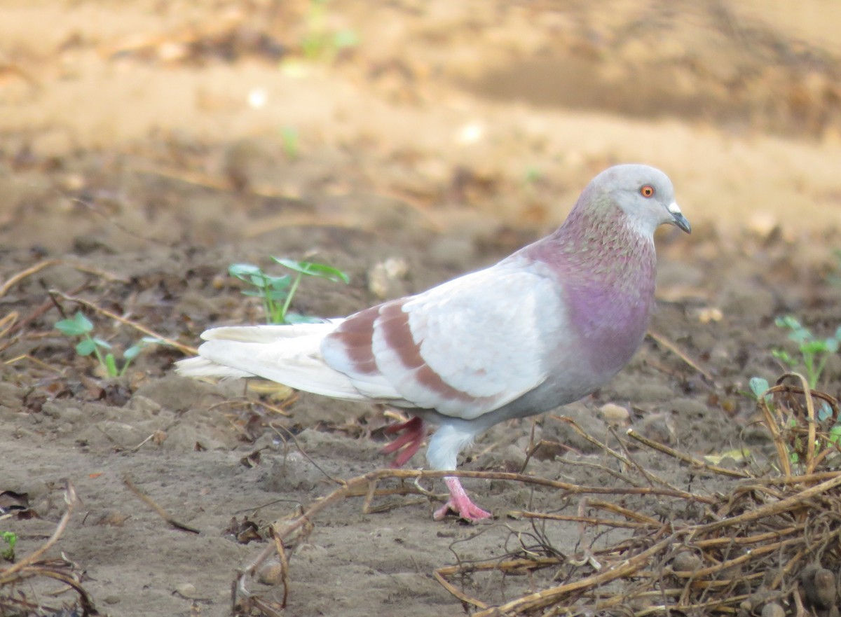 Rock Pigeon (Feral Pigeon) - ML77590661