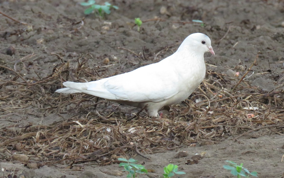 Rock Pigeon (Feral Pigeon) - ML77590911