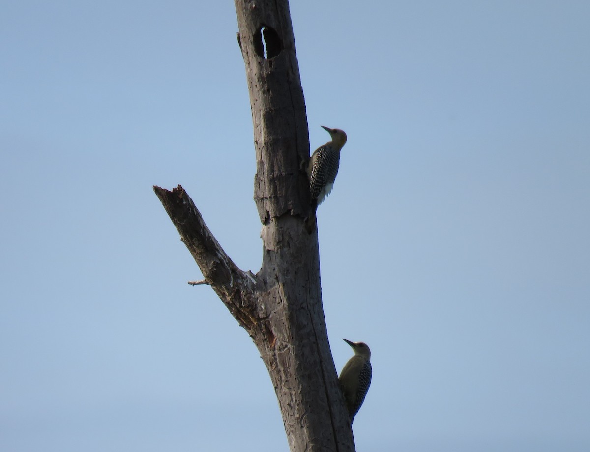 Hoffmann's Woodpecker - ML77591371