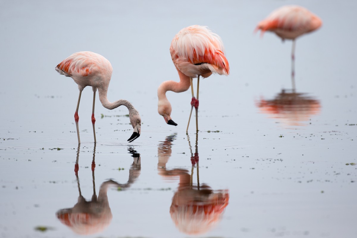 Chilean Flamingo - ML77592441