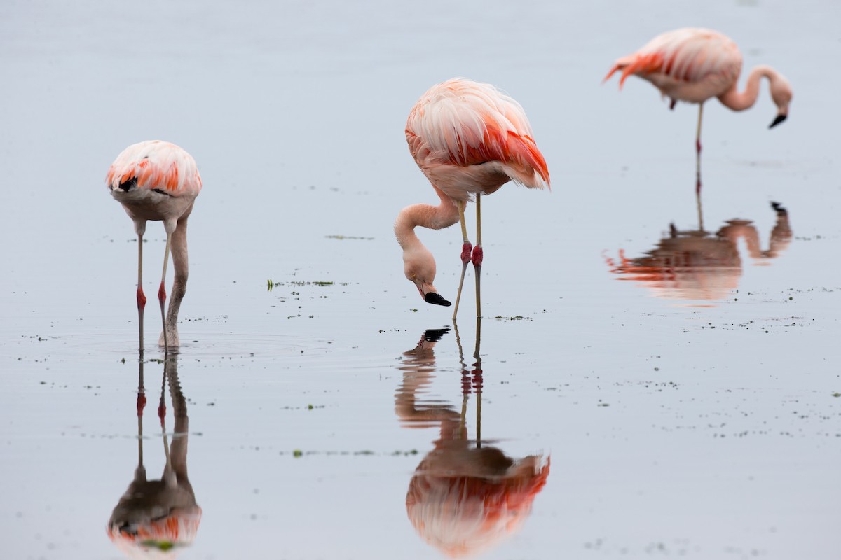 Chilean Flamingo - ML77592501