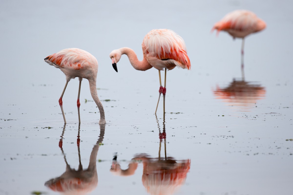 Şili Flamingosu - ML77592521