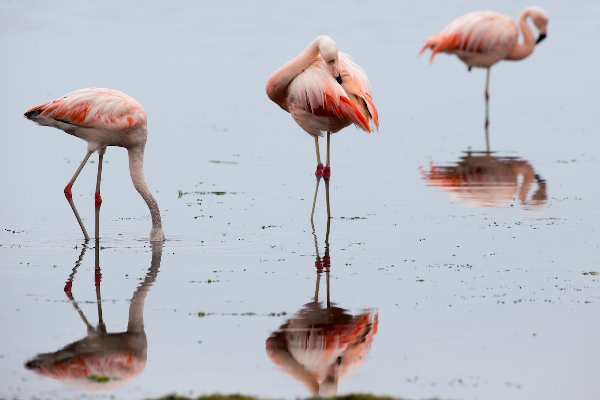 Chilean Flamingo - Chris Wood