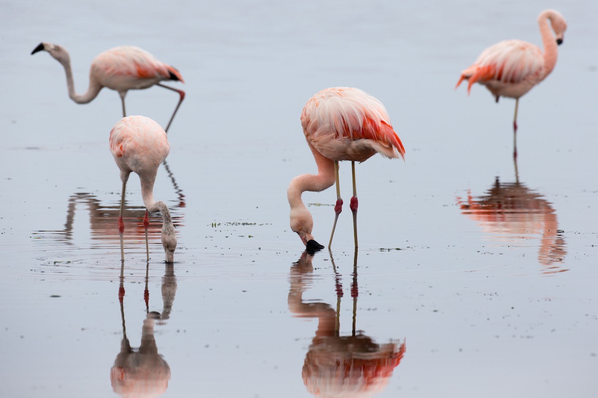 Şili Flamingosu - ML77592571