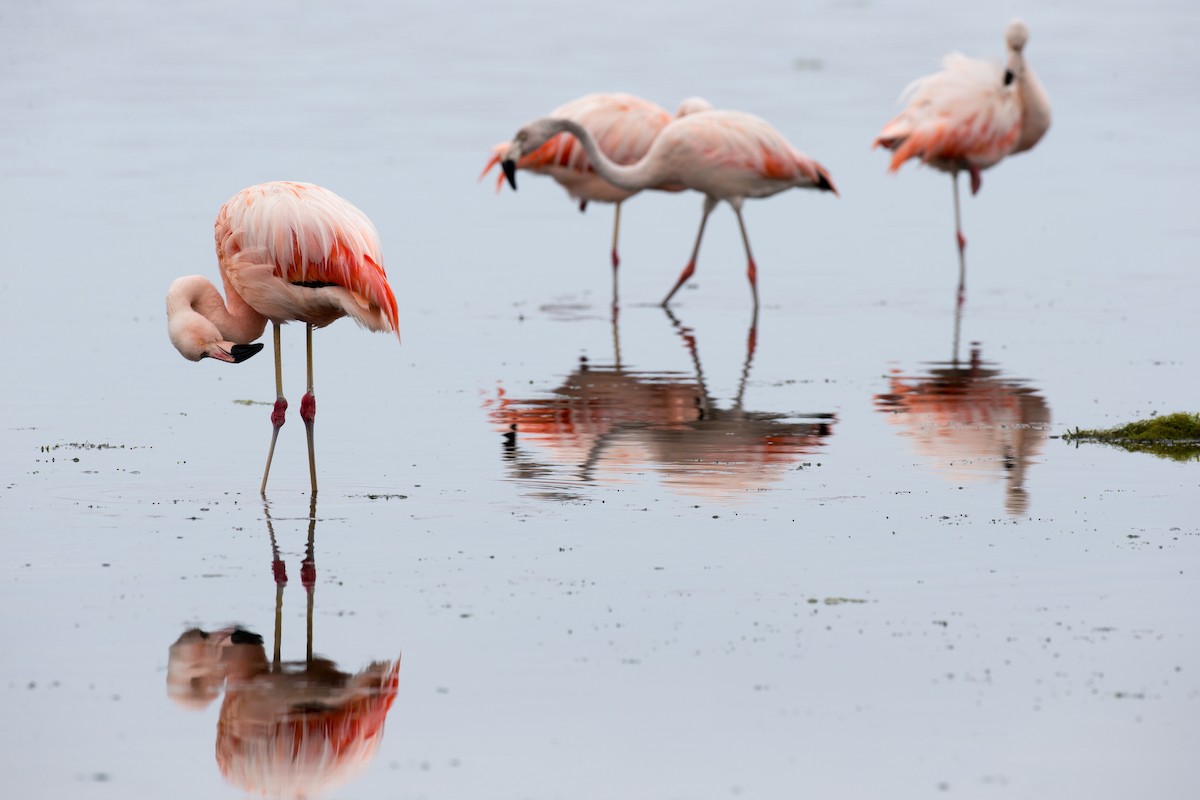 Şili Flamingosu - ML77592591