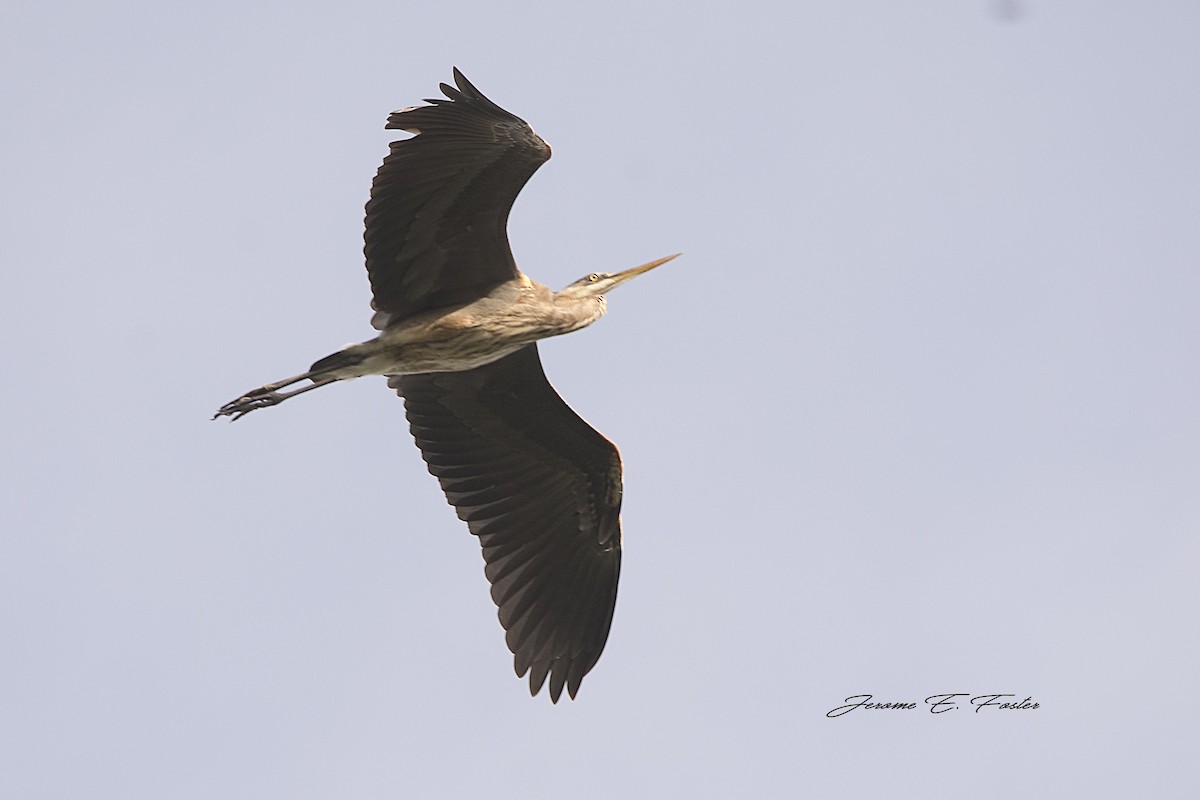 Great Blue Heron - Jerome Foster