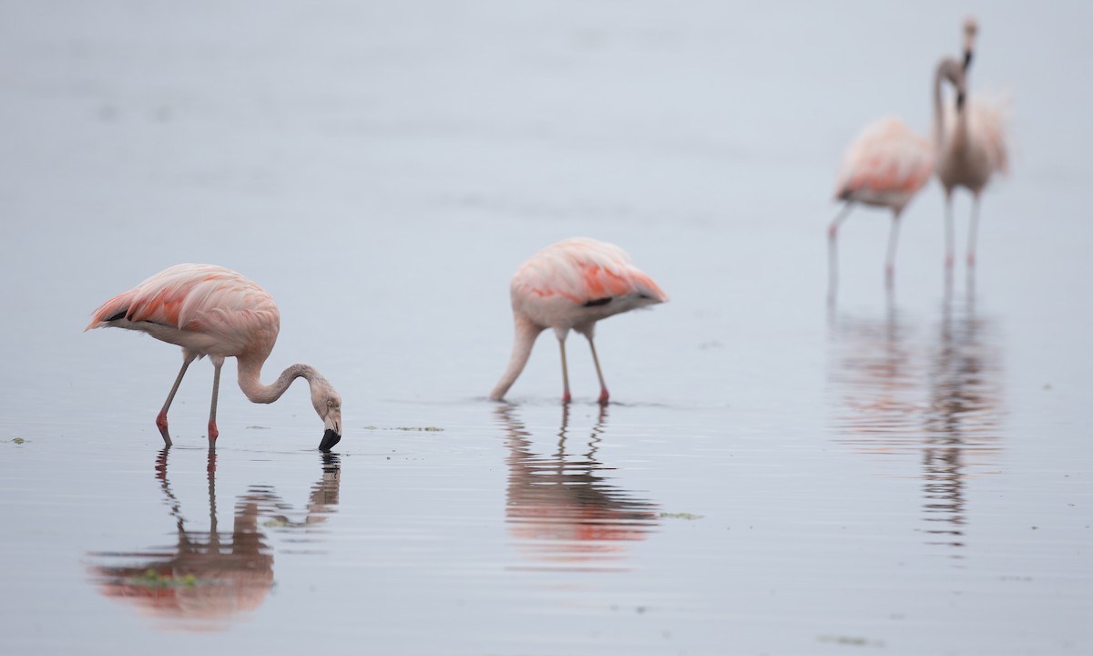 Şili Flamingosu - ML77592781