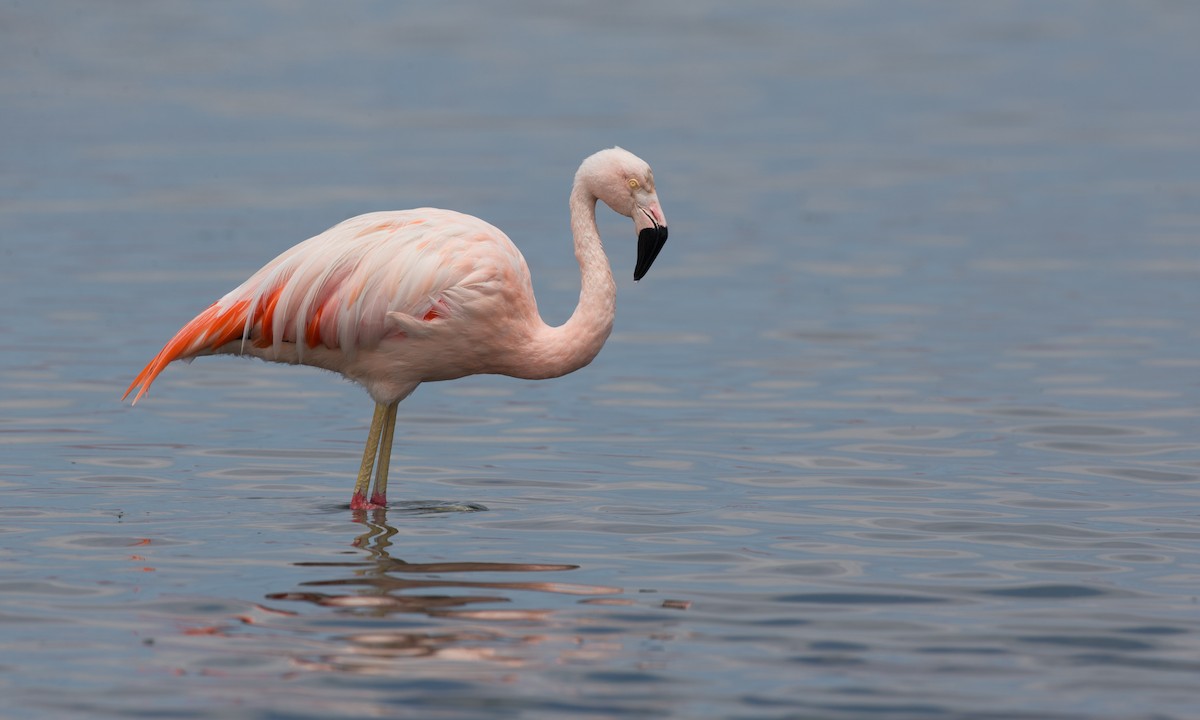 Chilean Flamingo - Chris Wood