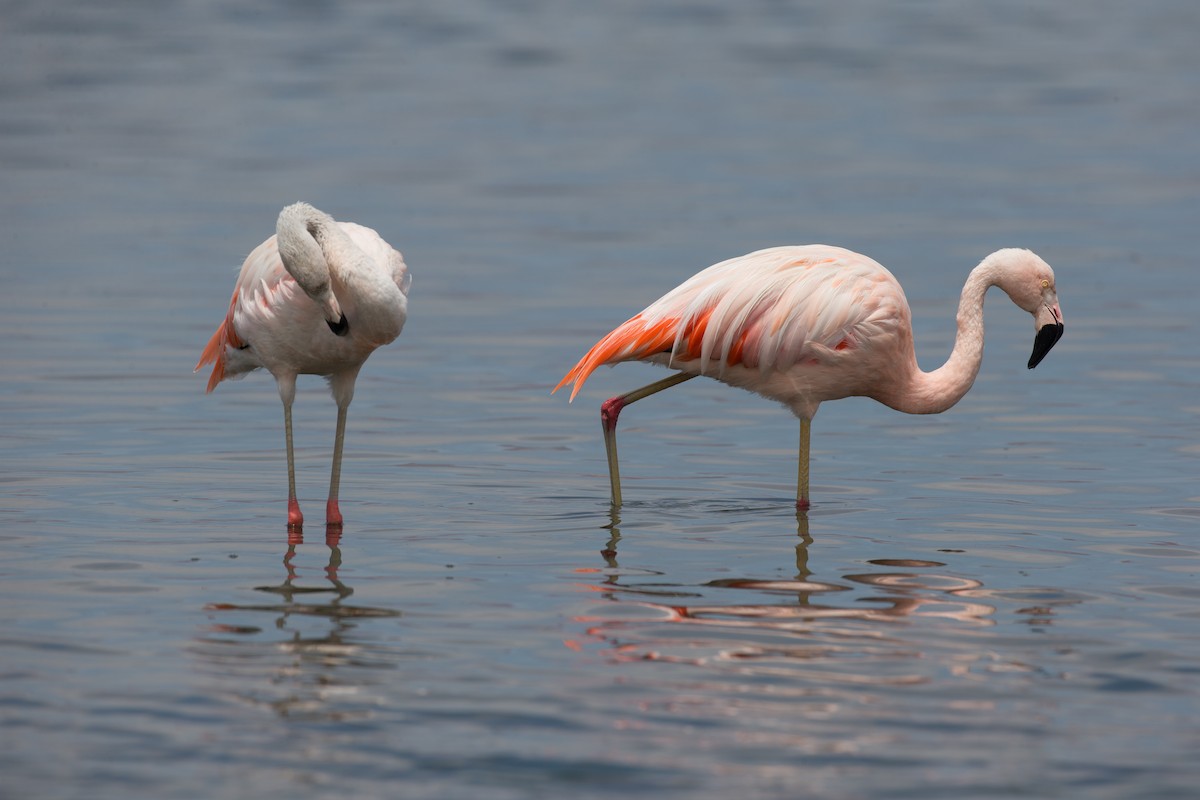Chilean Flamingo - ML77593021
