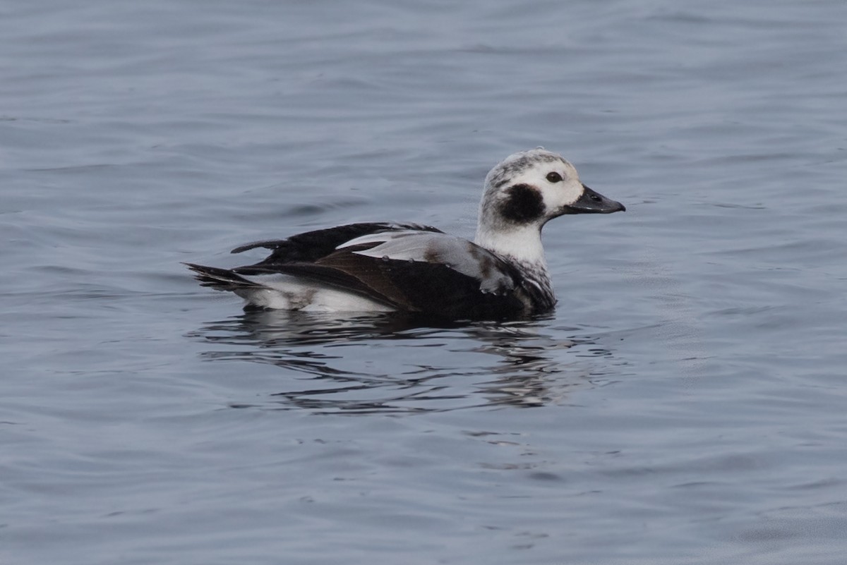 Long-tailed Duck - ML77593411