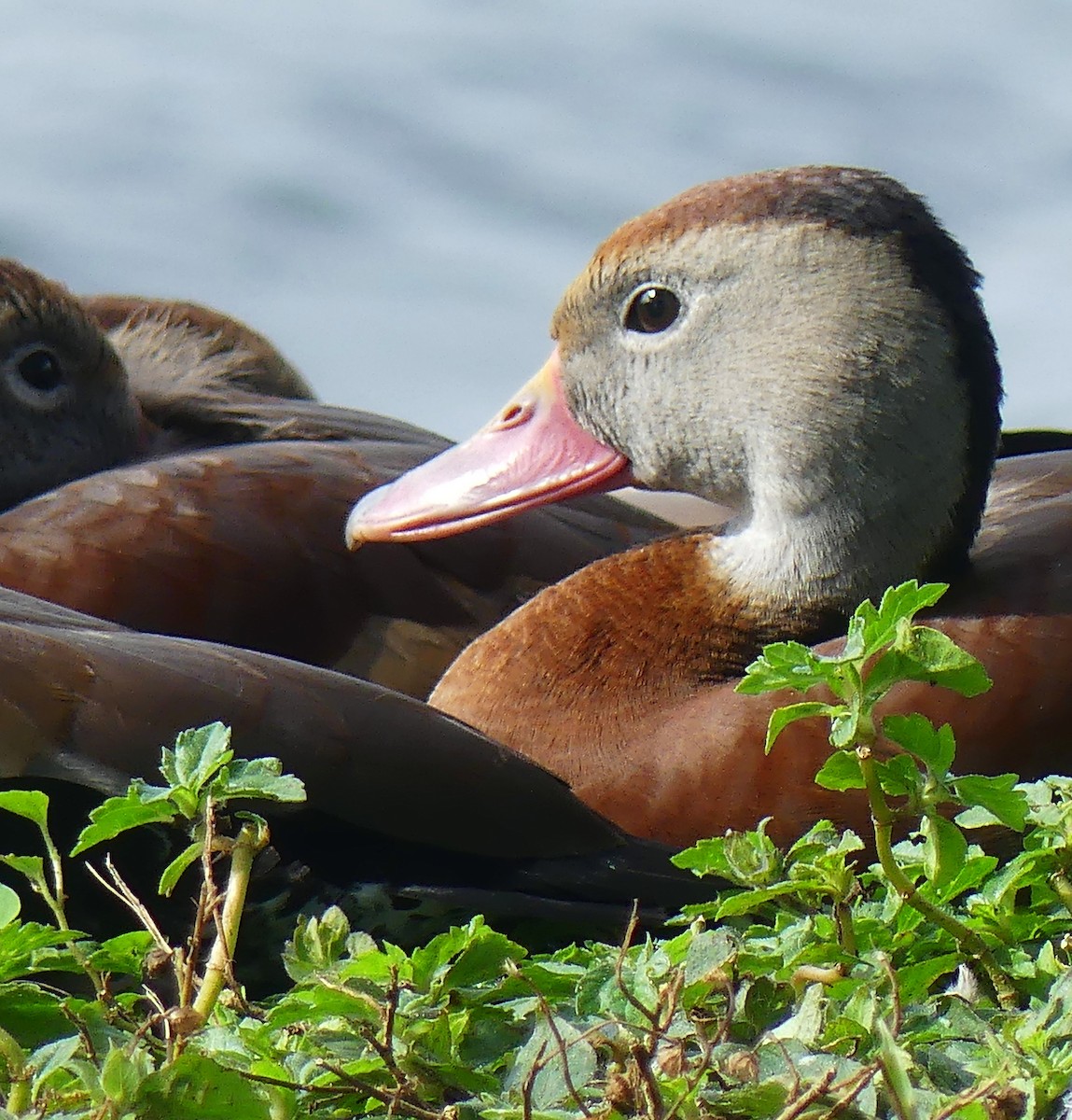 Black-bellied Whistling-Duck - Lorraine Margeson