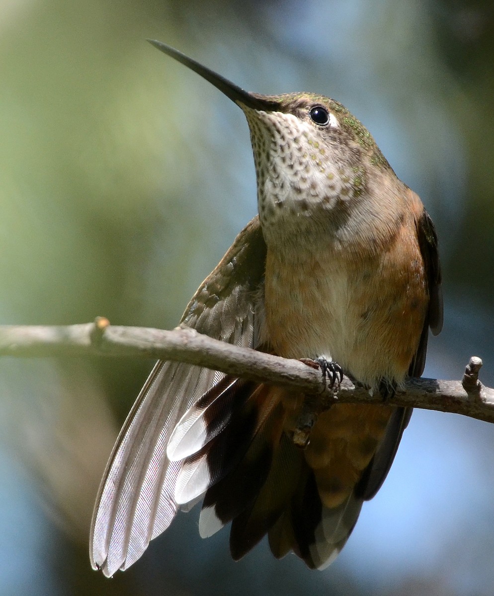 Broad-tailed Hummingbird - Steven Mlodinow