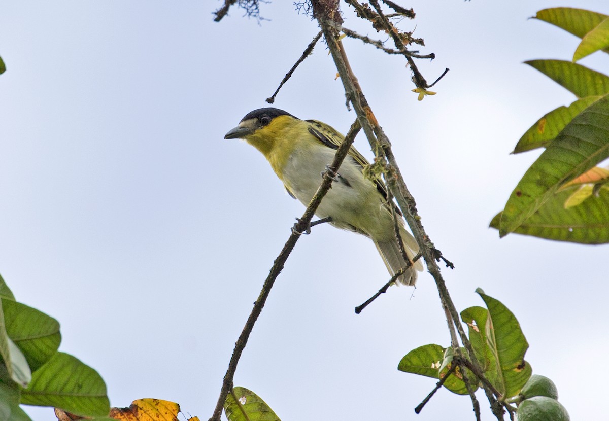 Green-backed Becard (Yellow-cheeked) - Sam Woods