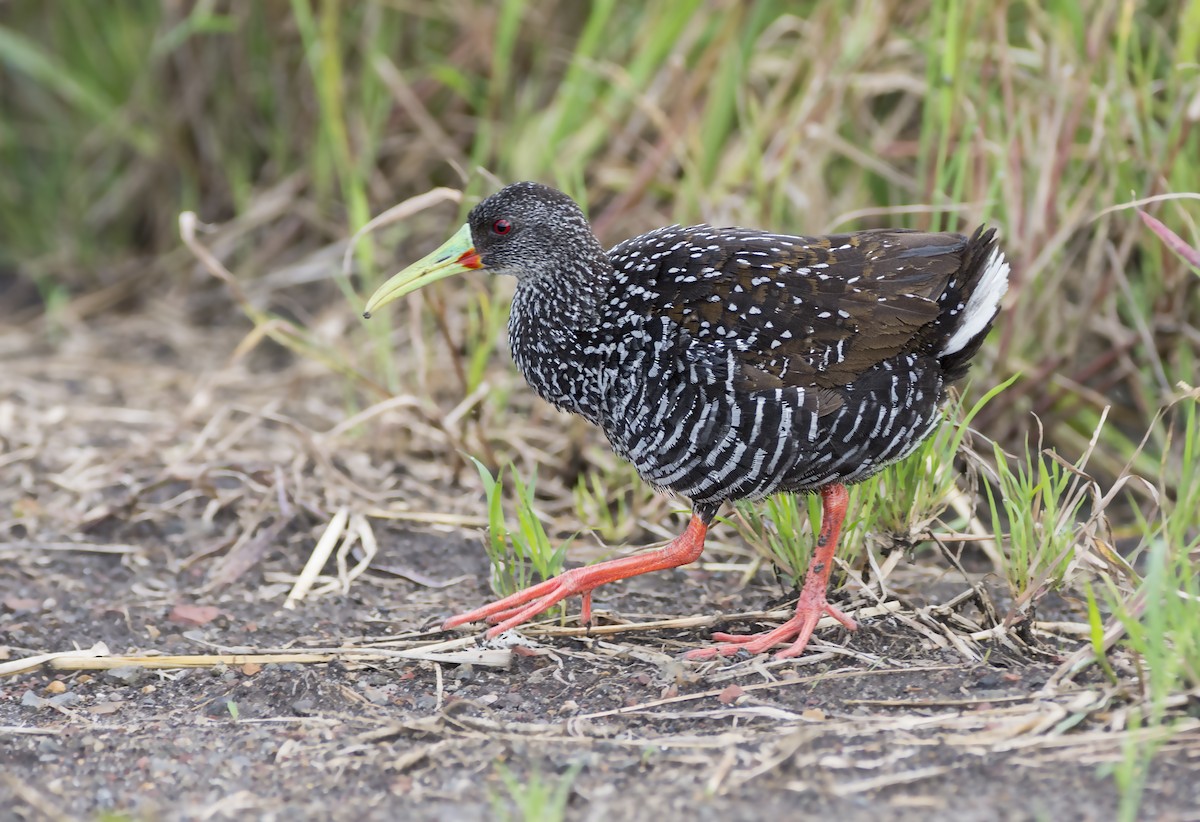 Spotted Rail - ML77596451