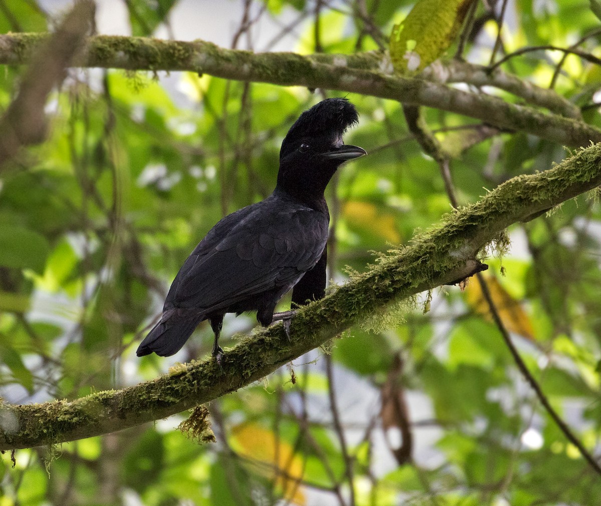 Эквадорская зонтичная птица - ML77596781