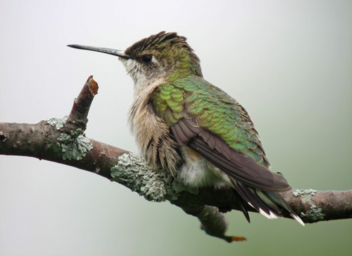 Ruby-throated Hummingbird - Jean Iron