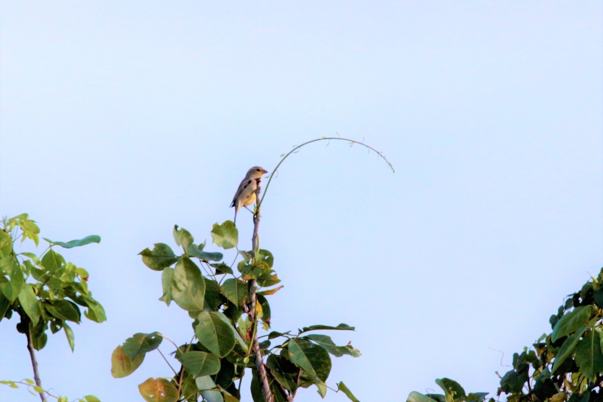 Plain-backed Sparrow - Fadzrun A.