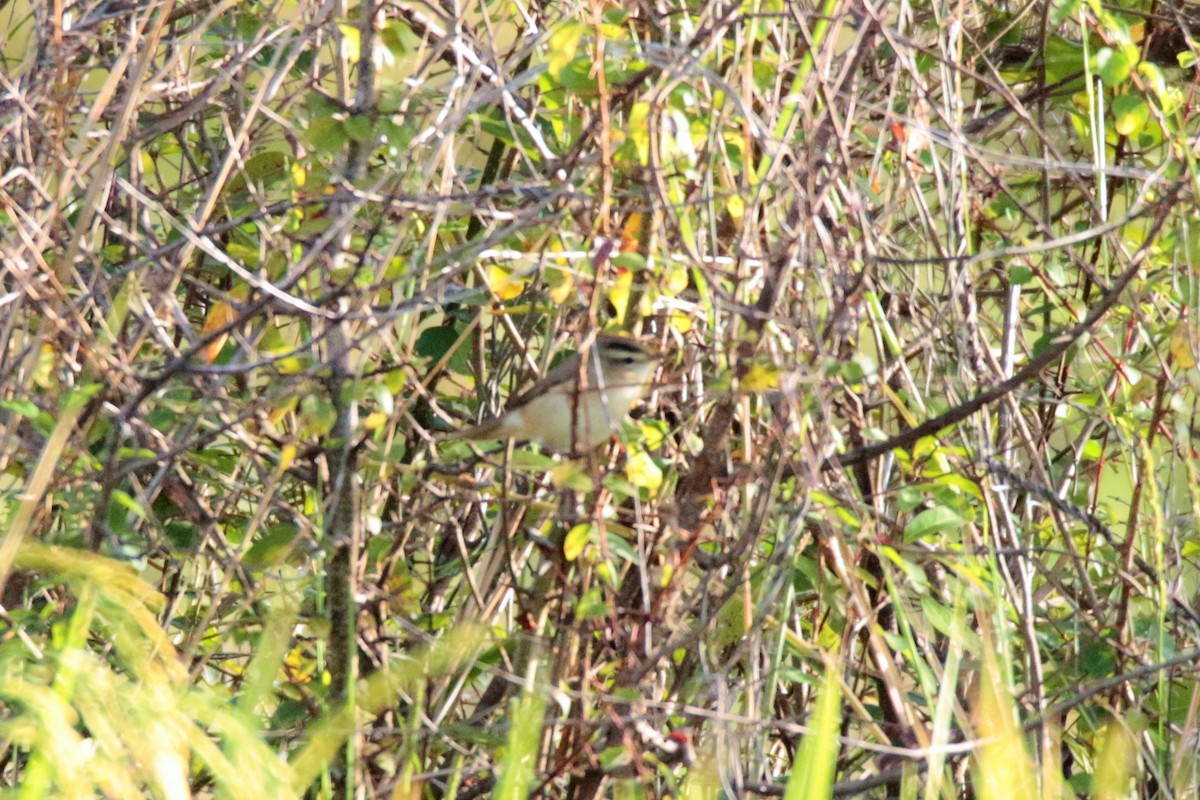 Black-browed Reed Warbler - Fadzrun A.