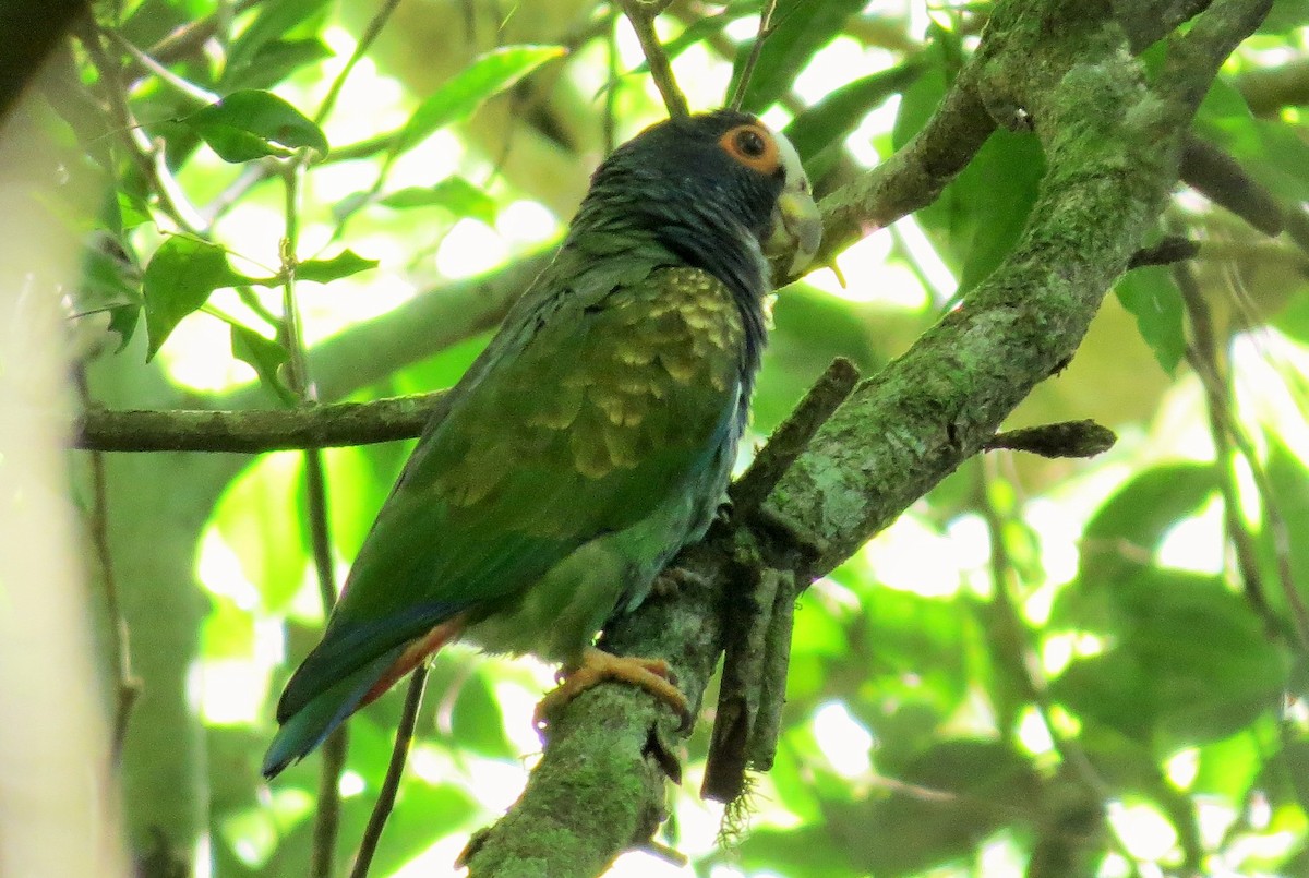 White-crowned Parrot - ML77600331