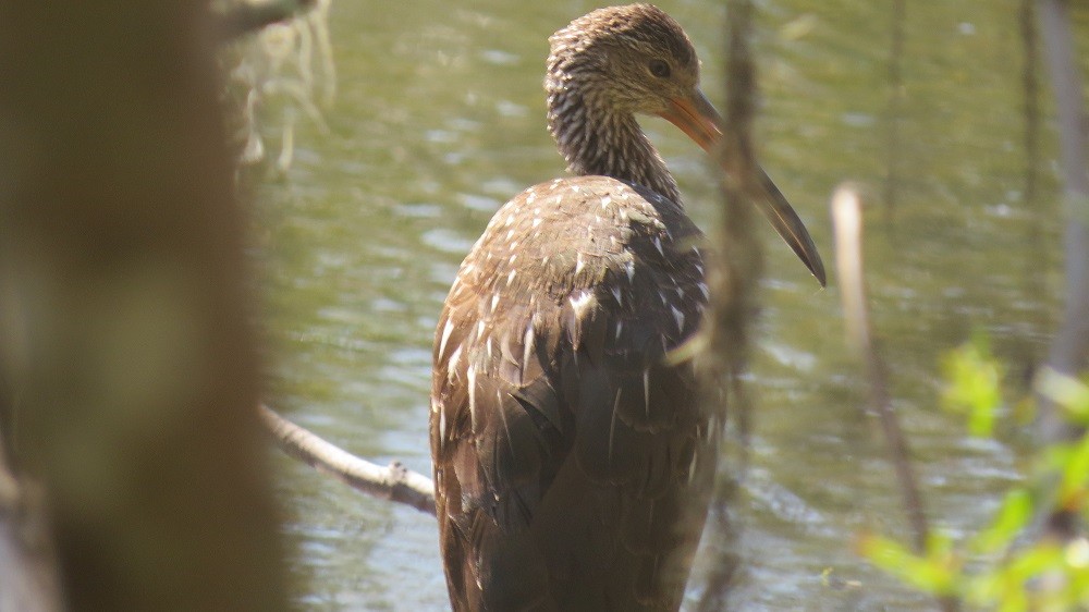 Limpkin - Mike Blancher