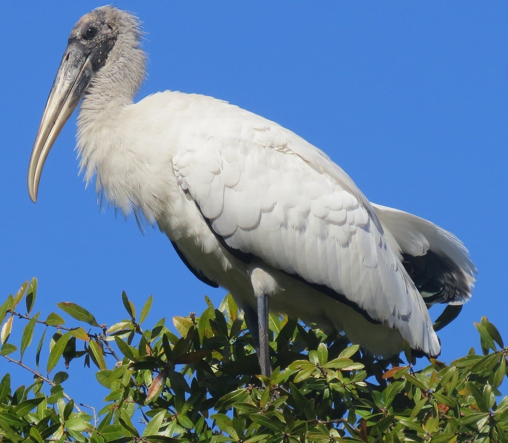 Wood Stork - Mike Blancher