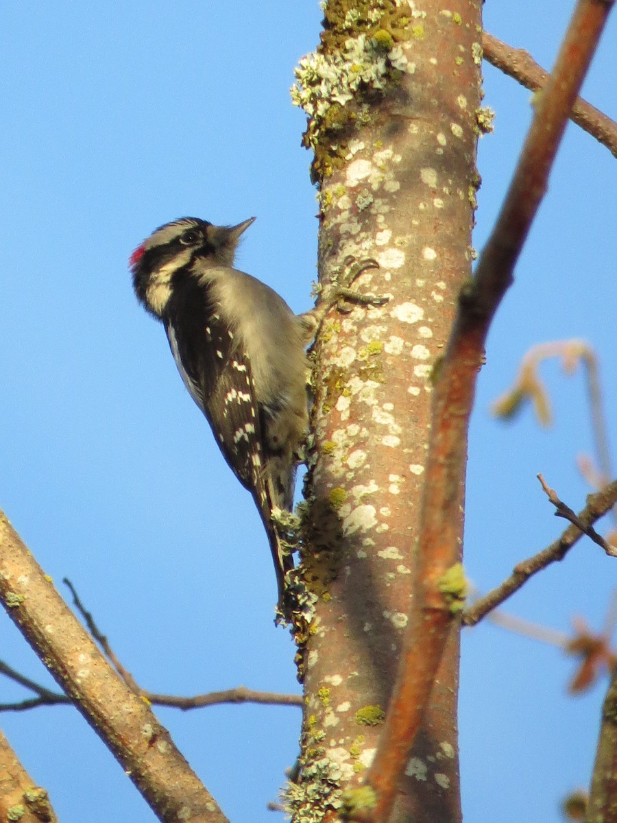Downy Woodpecker (Pacific) - Phil Wegener