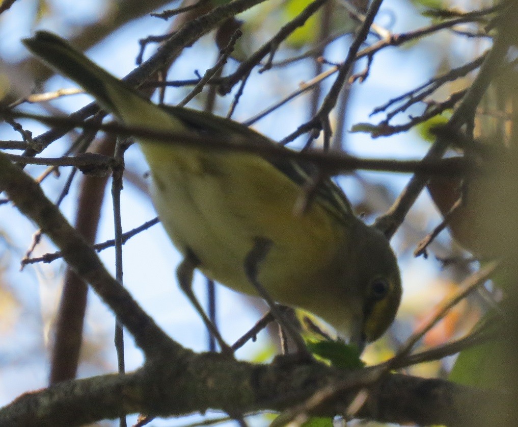 White-eyed Vireo - Mike Blancher