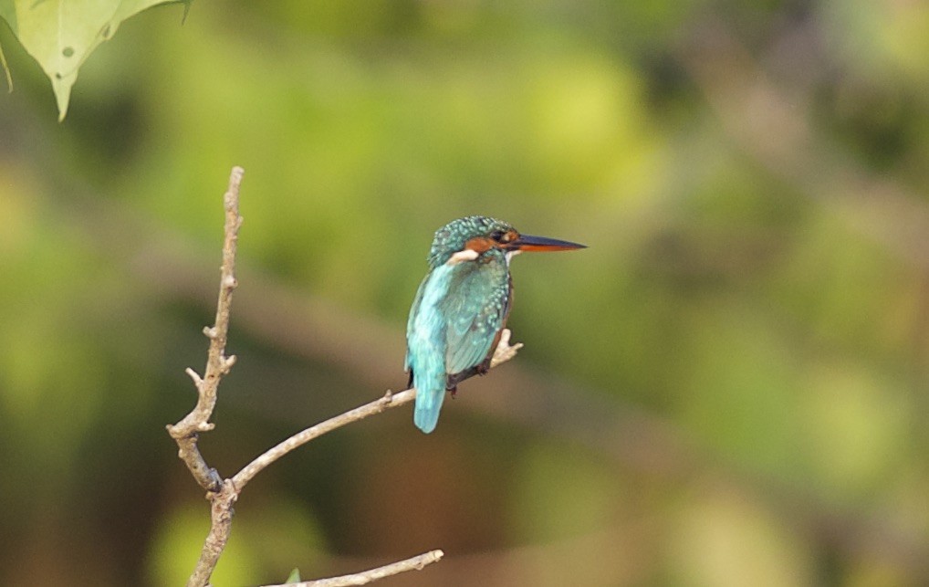 Common Kingfisher - jaya samkutty