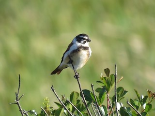  - Black-headed Canary (Damara)