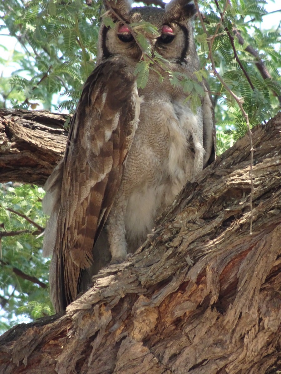 Verreaux's Eagle-Owl - Stephen Chang