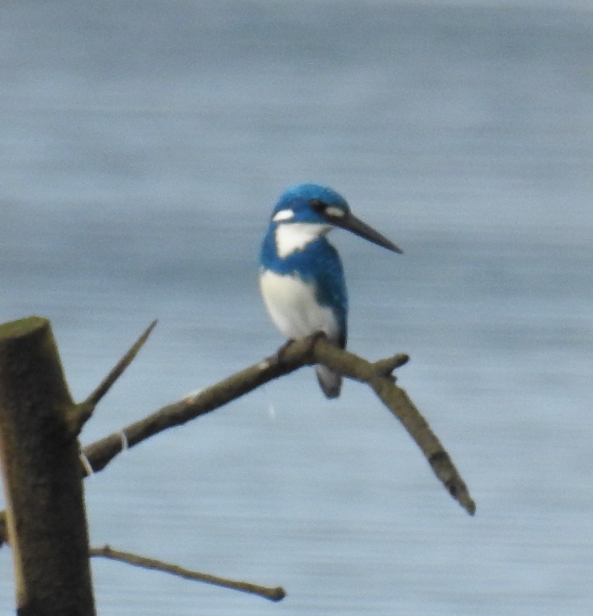 Small Blue Kingfisher - ML77603141