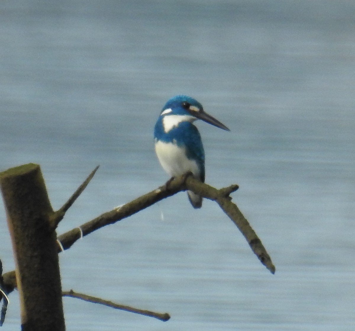 Small Blue Kingfisher - ML77603151