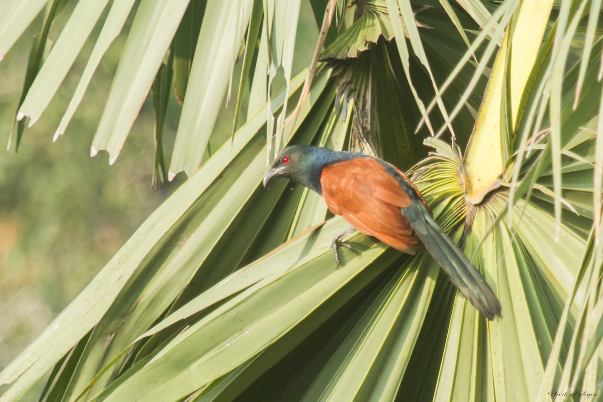 Greater Coucal (Southern) - Anonymous