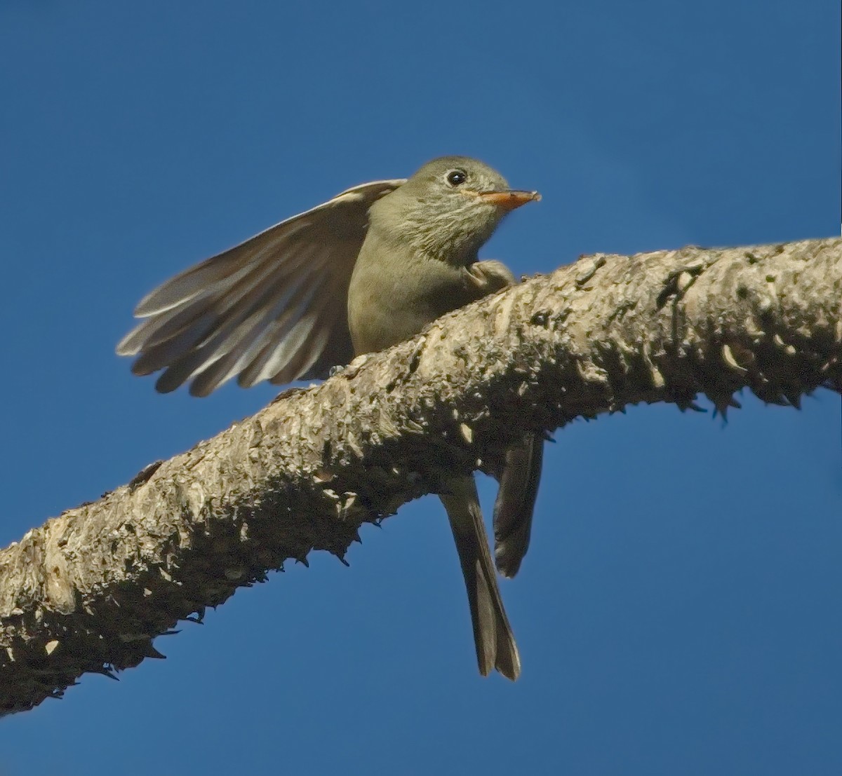 Greater Pewee - ML77604241
