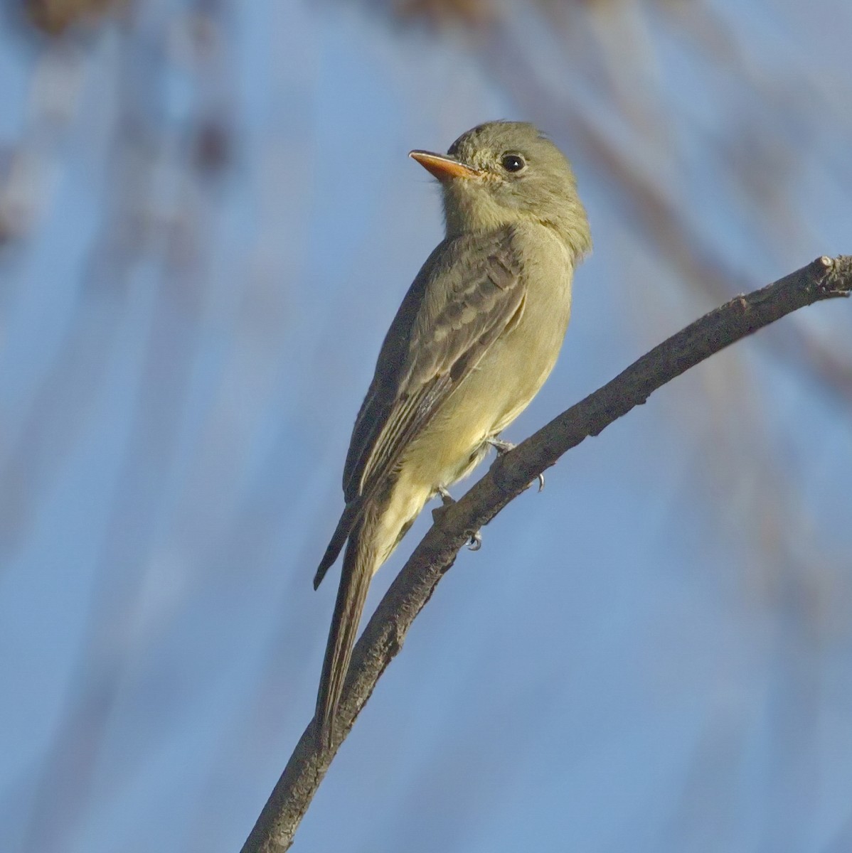 Greater Pewee - ML77604271