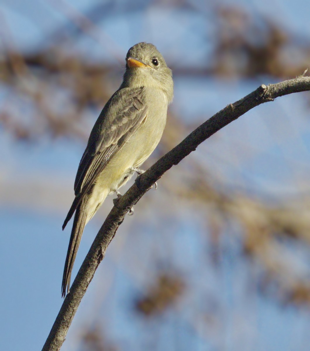 Greater Pewee - ML77604281