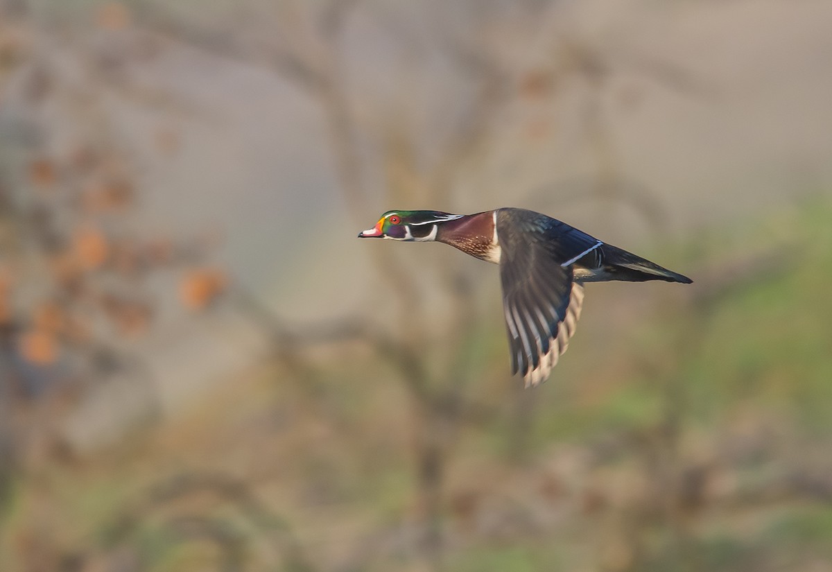 Wood Duck - Jerry Ting