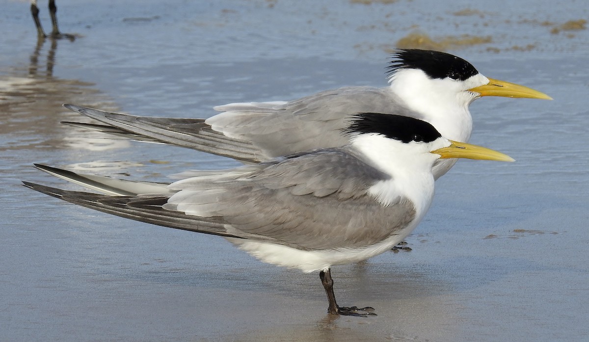 Great Crested Tern - ML77606431