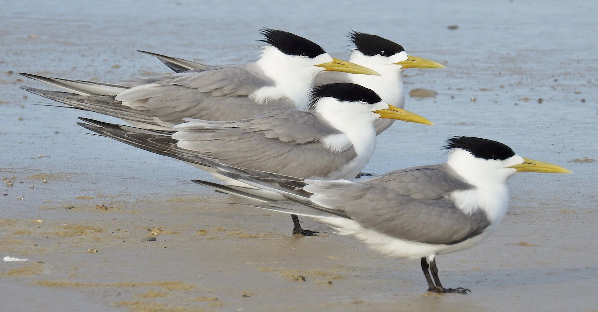 Great Crested Tern - ML77606441
