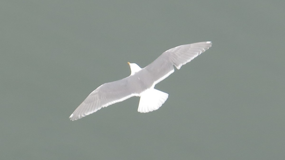 Glaucous Gull - Mike Blancher