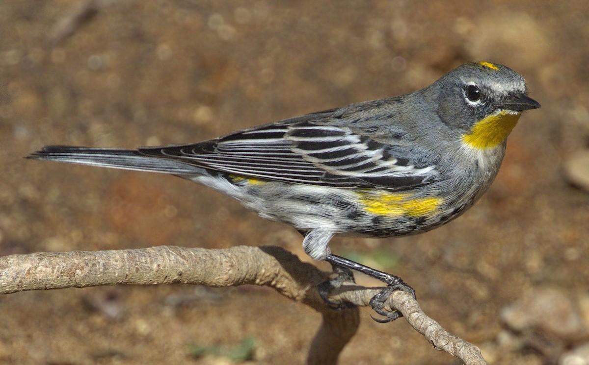 Yellow-rumped Warbler - Iris Kilpatrick