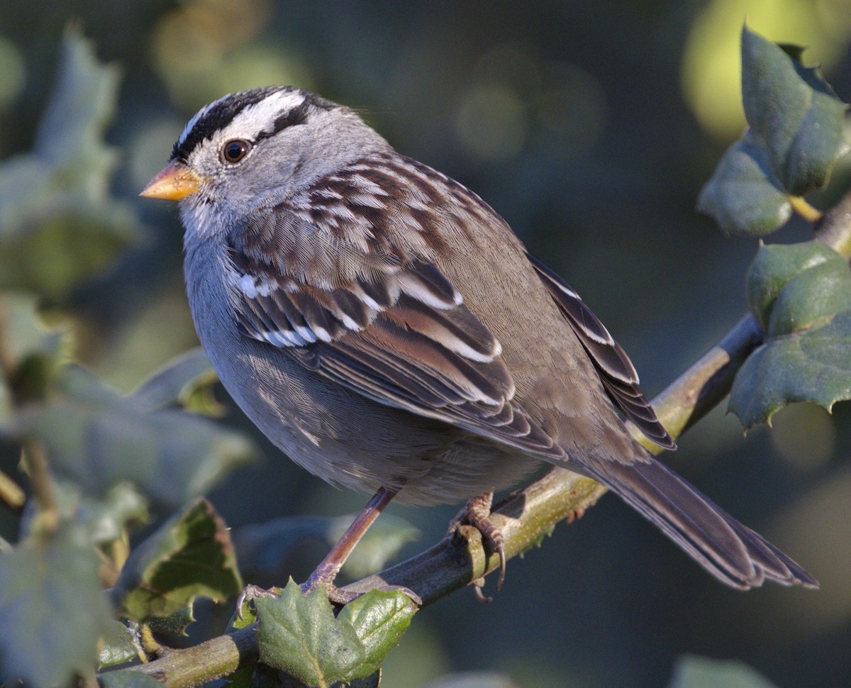 White-crowned Sparrow - ML77608841