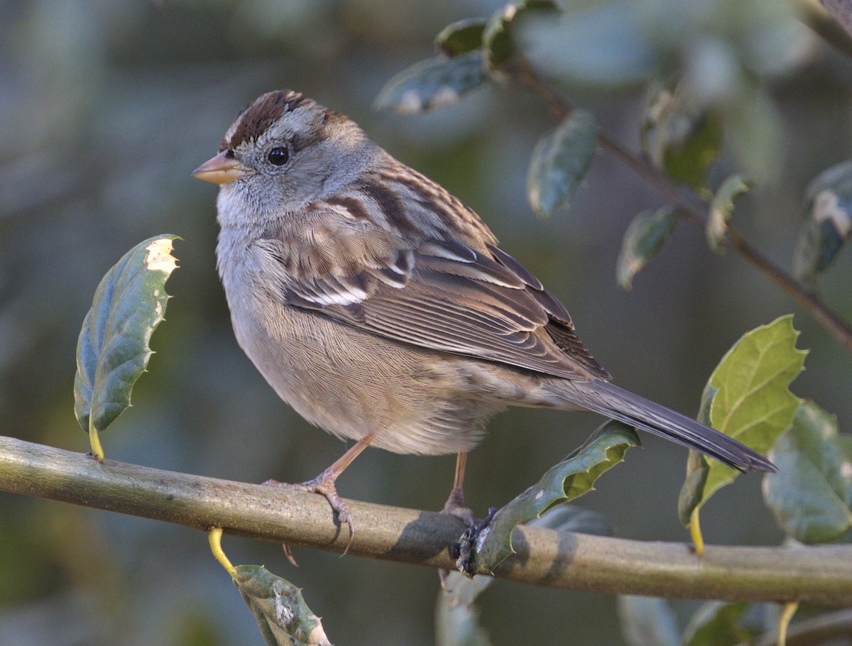 White-crowned Sparrow - ML77608861