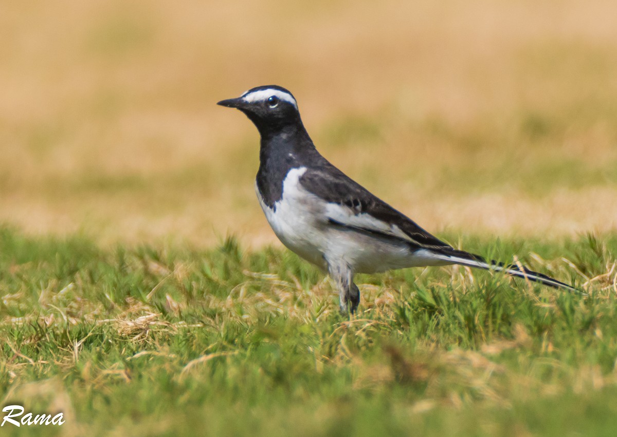 White-browed Wagtail - ML77613801