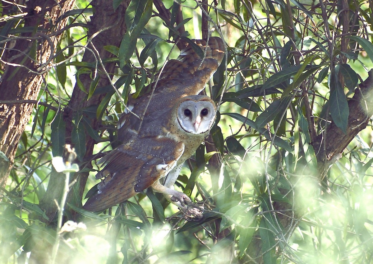 Barn Owl - THIRUMOORTHY N V
