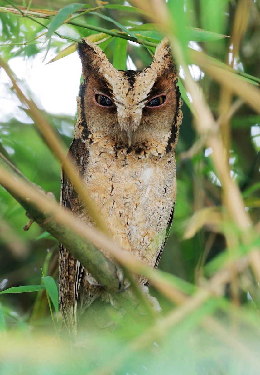 Sunda Scops-Owl - ML77615781