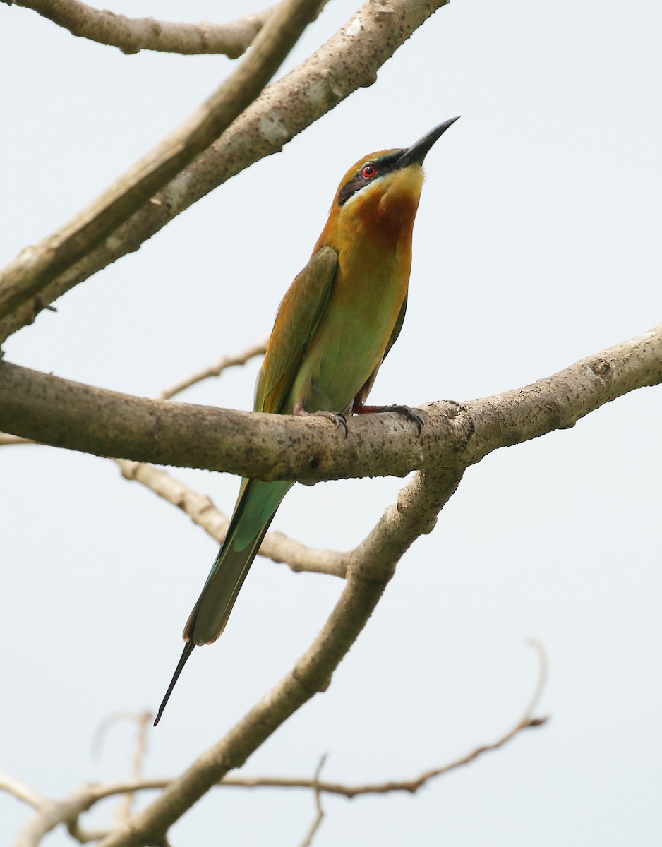 Blue-tailed Bee-eater - ML77616461